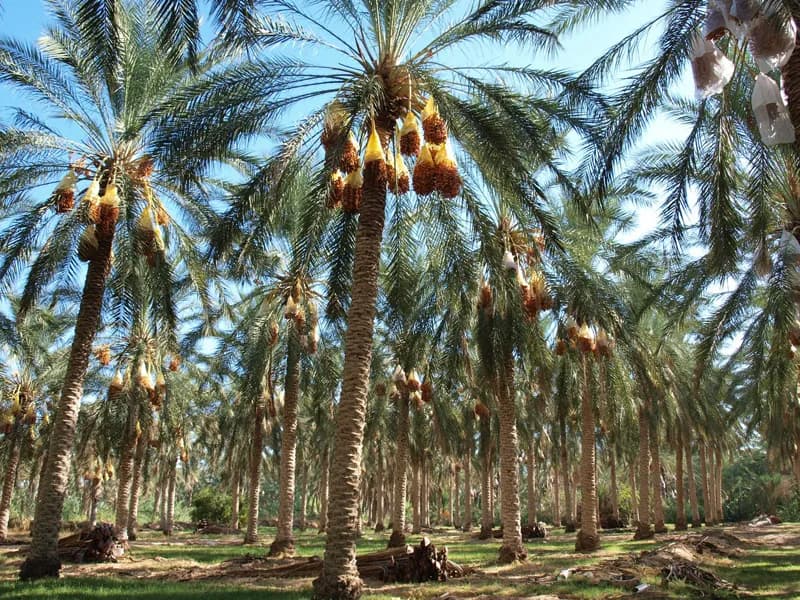 Régime de dattes Deglet Nour dorées