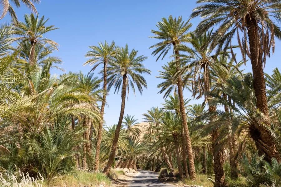 Allée bordée de dattiers Deglet Nour dans la palmeraie de Tozeur