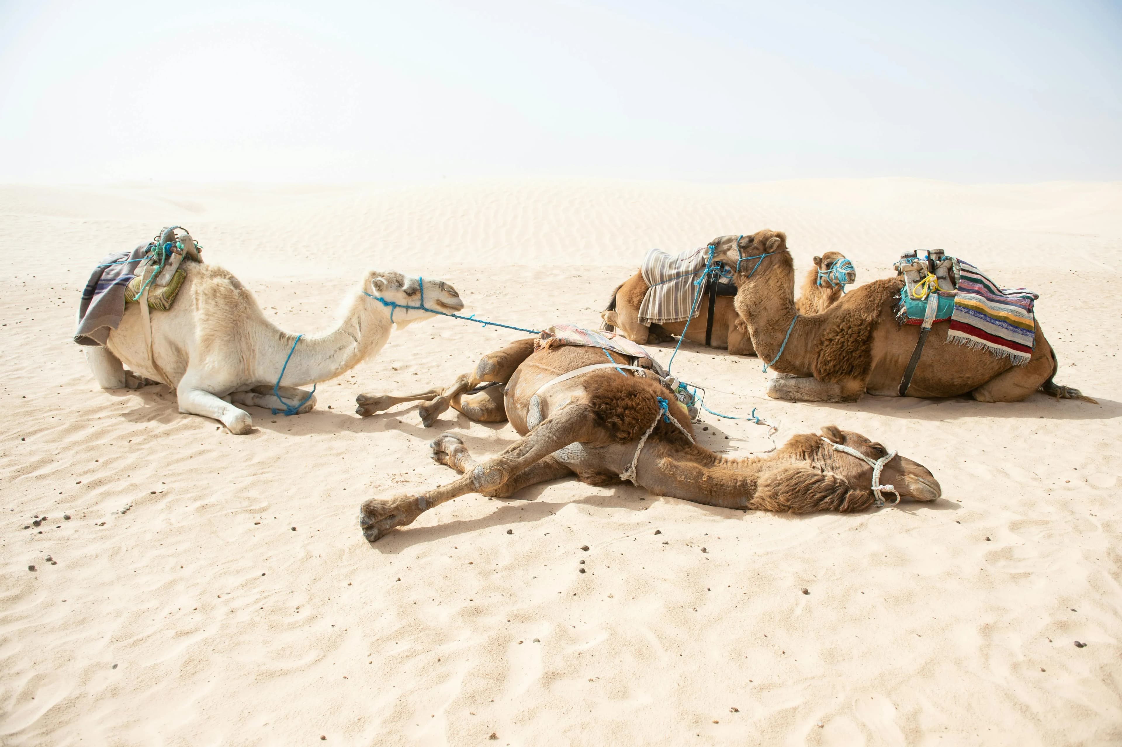 Epic Sahara Adventures in Tunisia: Oases, Camel Treks & Desert Magic
